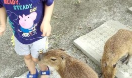 爆料踩踏动物视频大全下载